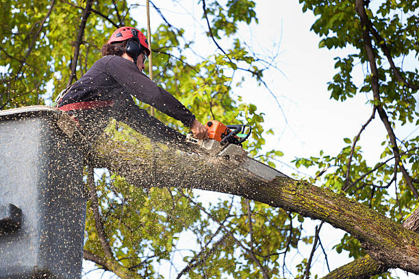 How Our Tree Care Process Works  in Culver City, CA